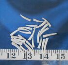   Tusk Shells   Dentalium    ridged    25    Shellcraft   Sailor s Valentines  