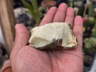 3 5oz Mexican Imperial Jasper Rough For Lapidary Or Display