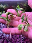 Anubias Nana Pinto Rare Live Aquarium Plant Rare Live Aquarium Plant
