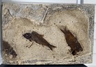 Fantastic Acid Prepped Fish Fossil Mortality Bottom Cap Post Dinosaur Age Wy