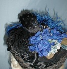 Charming Antique Hat Victorian 1890 s Black Straw Blue Floral And Feather Trims
