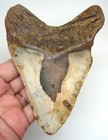 Megalodon Shark Tooth Real Fossil - 4 78    Big Shark Teeth No Restorations