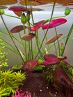 Nymphaea Sp  Peru Puerto Maldonado Young Plant Rare Live Aquarium Plant