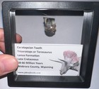 Framed Triceratops Or Torosaurus Fossil Dinosaur Tooth Lot  One Per Order 