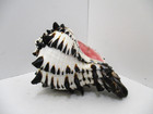 Zebra Murex Striped Conch Seashell 4  With Poured Pink Candle Wax Souvenir
