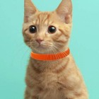 15 Pcs Puppy Id Collars Whelping Collars For Newborn Dogs Kittens Band