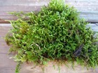 Value Small Live Moss Assortment 5x7 Bag For Terrarium Reptiles Fairy Garden