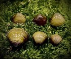 40 Live Freshwater Clams  Perfect For Aquariums And Ponds  13