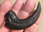 Raptor Claw Dinosaur Fossil Bone Velociraptor Jurassic Replica Ancient Relic New