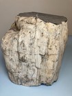 Vintage Petrified Wood Stump From Montana Usa  7 x7 x7 5  Over 24 Lbs  828