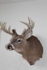 Whitetail Deer Head Shoulder Mount Taxidermy Cape Shed Antler Hunt Mule Rack