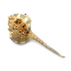 Snipe s Head Murex Sea Shell Murex Haustellum Natural Unique Rare Sea Shell