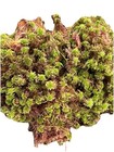 Live Sphagnum Rubellum  red  Moss  