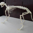 A Complete Set Of Unassembled Real Animal Skeletons  Real Animal Bone  Taxidermy