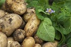 Simply Seed - 5 Lb - Kennebec Potato Seed - Non Gmo - Natural Grown - Order Now 