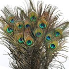 Tenet - 1 Pieces - Peacock Feather 100-110 Cm