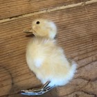 Taxidermy   Baby Chic  