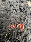 4 Live Scarlet Millipedes - 2x Breeding Pair  M f   composting  