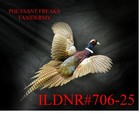 Pheasant Taxidermy Mount Flying Right Wall Haning Mount Ildnr 706-25