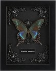 Real Framed Butterfly Taxidermy - Shadow Box  Real Framed Butterfly In A Box    