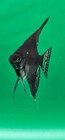 4 1 Free Black Velvet Angel Fish 2-2 5 In Size  Vip