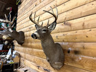 Shoulder Mount 10 Point  White Tail Deer Real Antler Buck Doe Taxidermy Wtd9