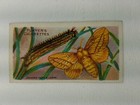 Trade Card Butterflies Larva Imperial Tobacco Co Players Cigarette Vintage