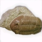 Russian Trilobite Asaphus Lepidurus  very Rare 