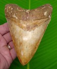 5 62  Megalodon Shark Tooth  Real Fossil  Natural  Authentic No Restoration