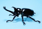 Bandai Diversity Of Life Japanese Rhinoceros Beetle Gacha Figure Us Seller New