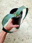 Welwitschia Mirabilis Fresh Rare Seeds 5 Count
