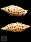 Scaphella Mercedesae Petuch   Berschauer  2026     110 4 Mm