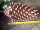 Xxlarge Coulter Pine Cone  widow Maker  12 Inches