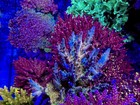 Cch Icarus - Live Coral Frag Sps acropora