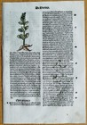 Post Incunable Leaf Hortus Sanitatis Colored Woodcuts Botany  j  - 1511