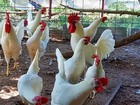 6 Purebred White Leghorn Chicken Fertile Hatching Eggs