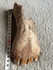 301 Grams Of Exquisite Mammalian Teeth
