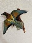 Taxidermy Bird Bee-eater merops Apiaster  Real Bird  Home Decor Souvenir Bird