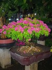 Actual Plant Bonsai Bougainvillea Galbra Bonsai Tree Best Character