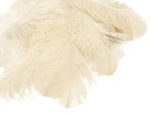 1 2 Lb  18-24  Cream Ostrich Wing Plumes Wholesale Feathers Centerpiece Wedding
