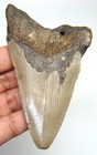Megalodon Shark Tooth Real Fossil - 3 75    Shark Teeth - No Restorations