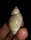 Amazing Ammonites  Seashell Fossil Gastropod Buccinidae From Java Indonesia 35mm