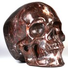 5 0  Petrified Wood Carved Crystal Skull  Realistic  Crystal Healing