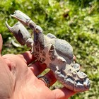 Rare Miocene Thalassina Anomala Lobster Fossil  mangrove Mud Lobster     