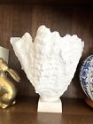 Large Cup Coral Beautifully Formed Sea Sculpture Statue Centerpiece Decor  12 5   