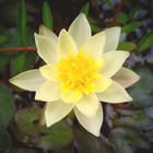 Yellow Nymphaea Helvola Live Aquarium Plant Hardy Water Lilies Tuber For Freshwa