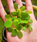 30  Dwarf Water Lettuce - Live Floating Aquarium And Pond Plant - 120  Leaves