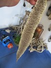 Rattlesnake Skin Prairie Rattle Snake Hide Soft Tanned Wrap Pen Blanks 28 In S8