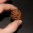 Meta Sequoia Pine Cone Fossil - Hell Creek Formation Cretaceous  - Big   Nice