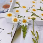 12pcs Real Pressed Dry Daisy With Leaves Stem For Art Craft Fht12